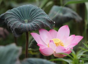 Mobile Lotus365 Login: Step-by-Step Guide for India (2026)